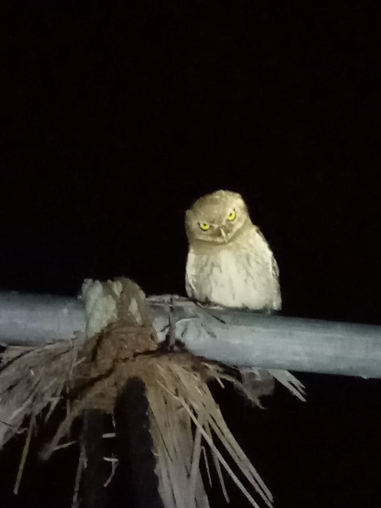 Night resident of eco village