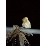 Night resident of eco village